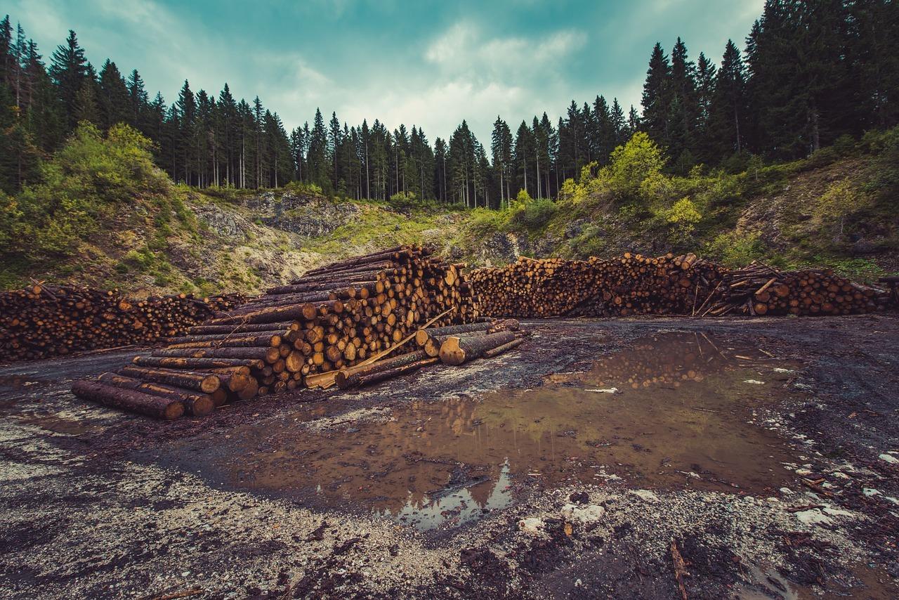 forestry-960806_1280.jpg