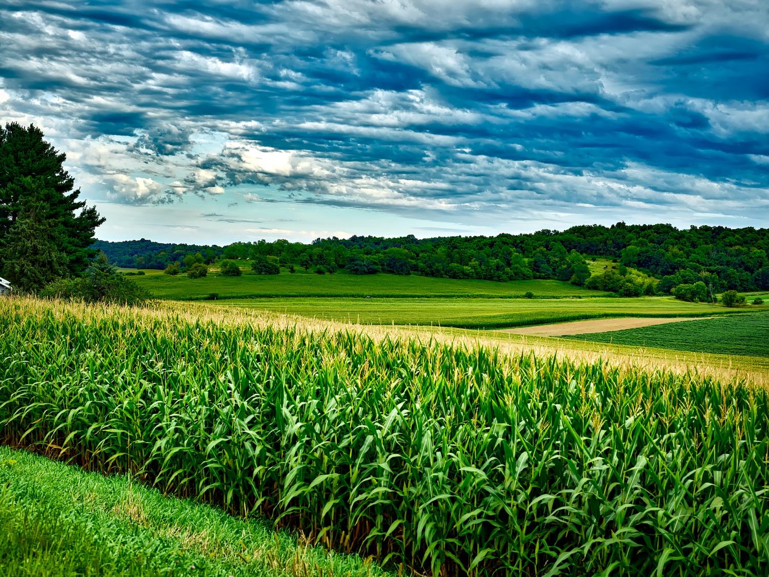 Global Food Supply