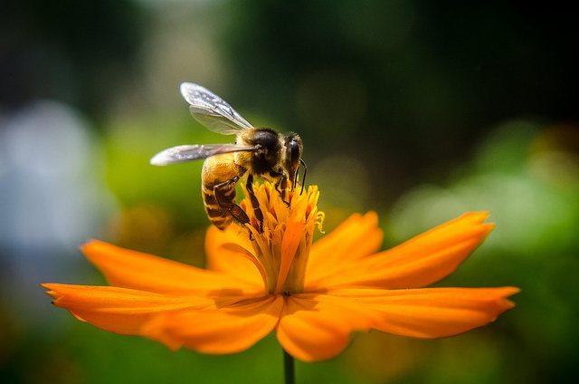 honey_bee_beekeepers_-Rakib_Hasan_Sumon.jpg
