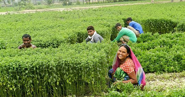 indian-mint-farmers.jpg
