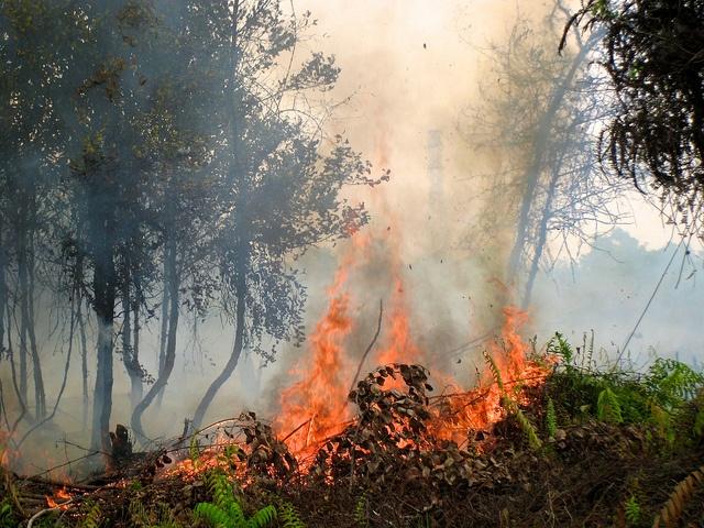 indonesia-forest-fires.jpg