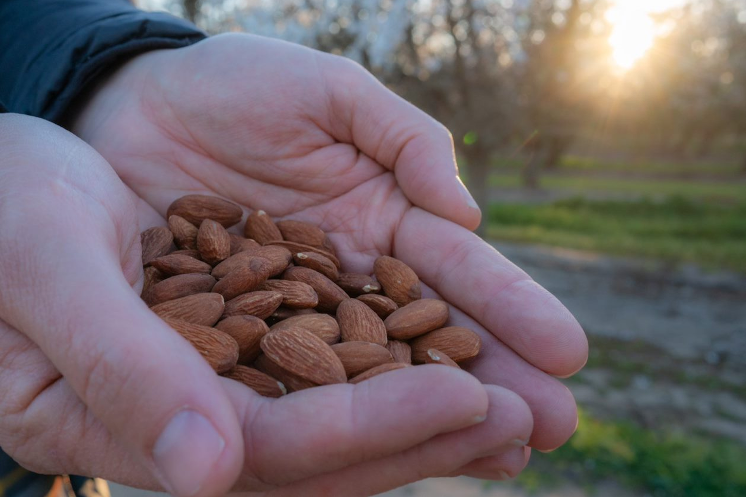 A person holds a handful of almonds at a Kind Almond Acres Initiative orchard.