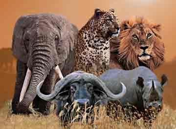 kruger-big-five.jpg