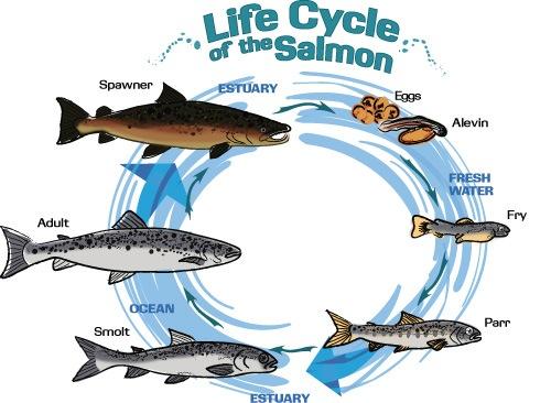life-cycle-ashx.jpg