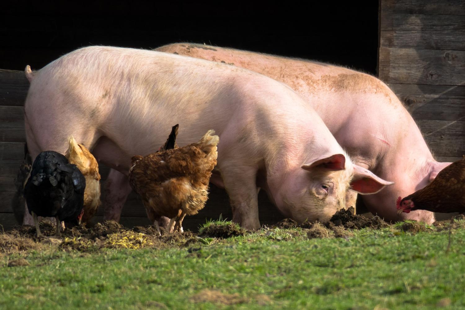 Niman Ranch sustainable livestock farming