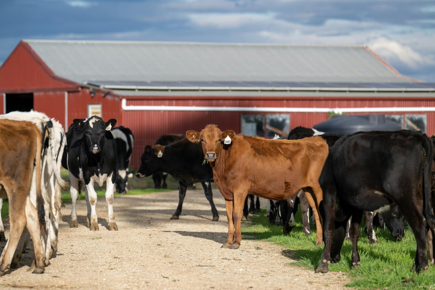 A herd of cows eating grass in front of a red barn — agricultural emissions