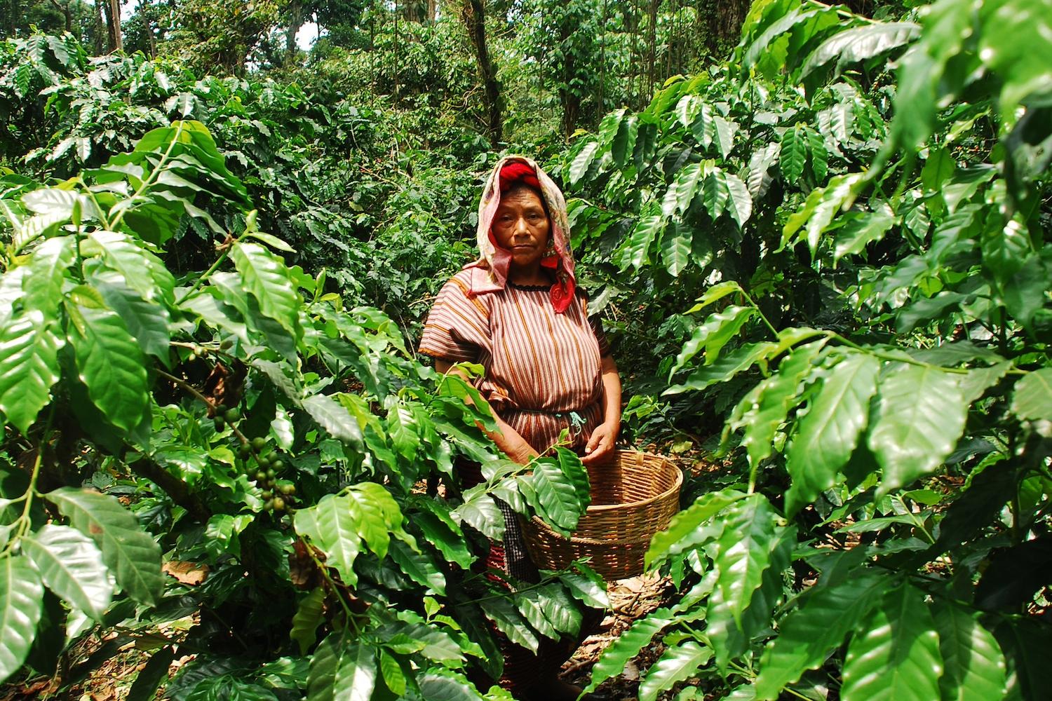 A woman farmer harvests coffee in the forest — climate adaptation 