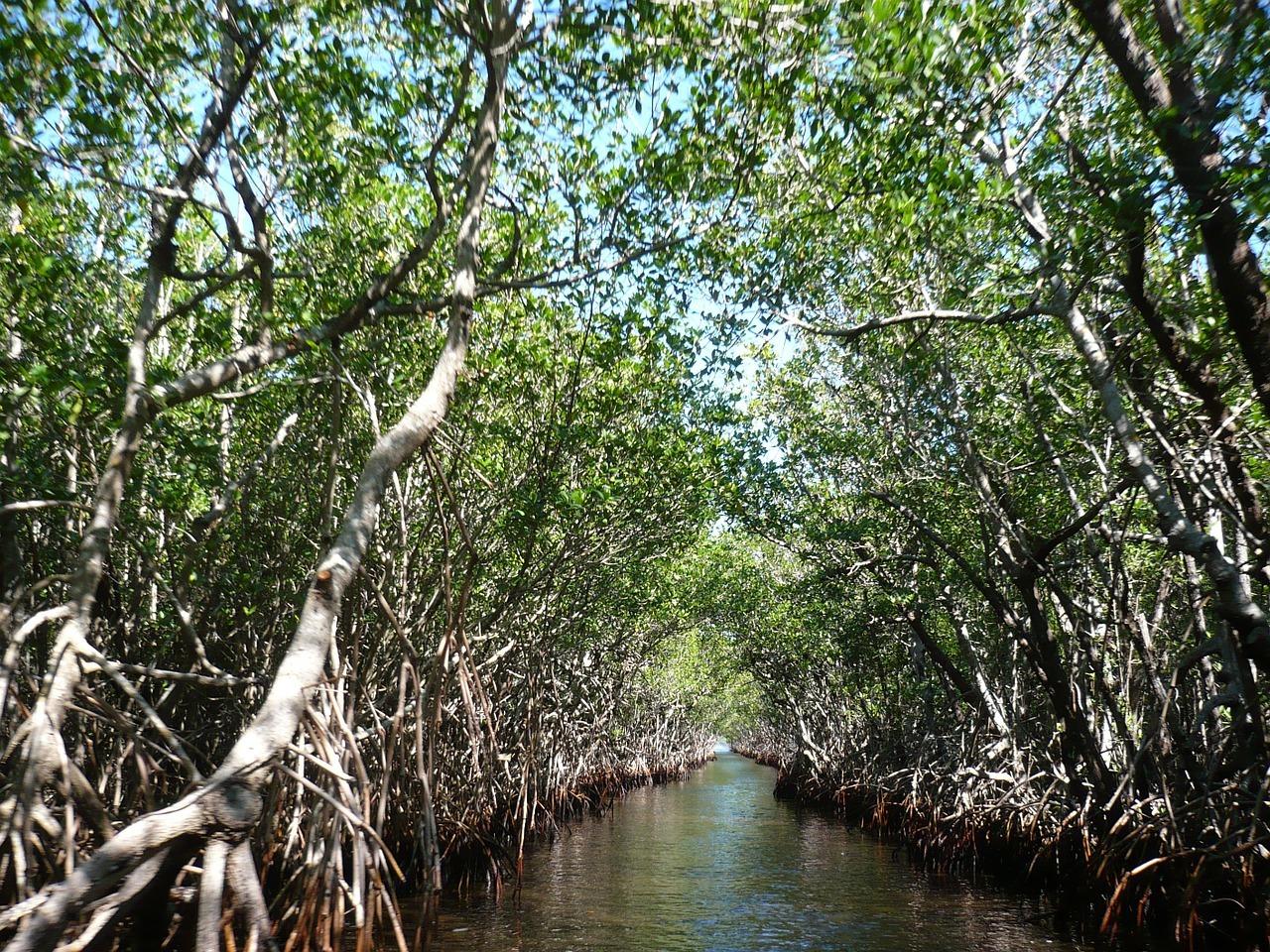 mangroves-105646_1280.jpg