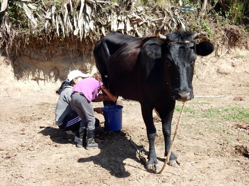 milking.jpg