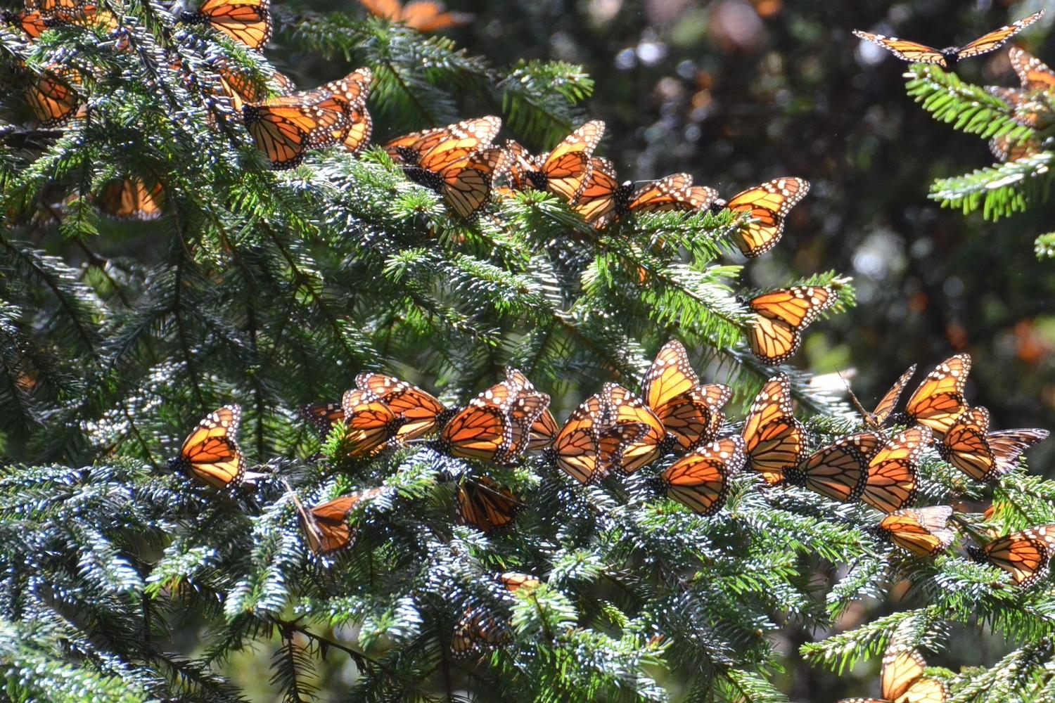 A cluster of monarchs basking in the sun on a tree branch. 