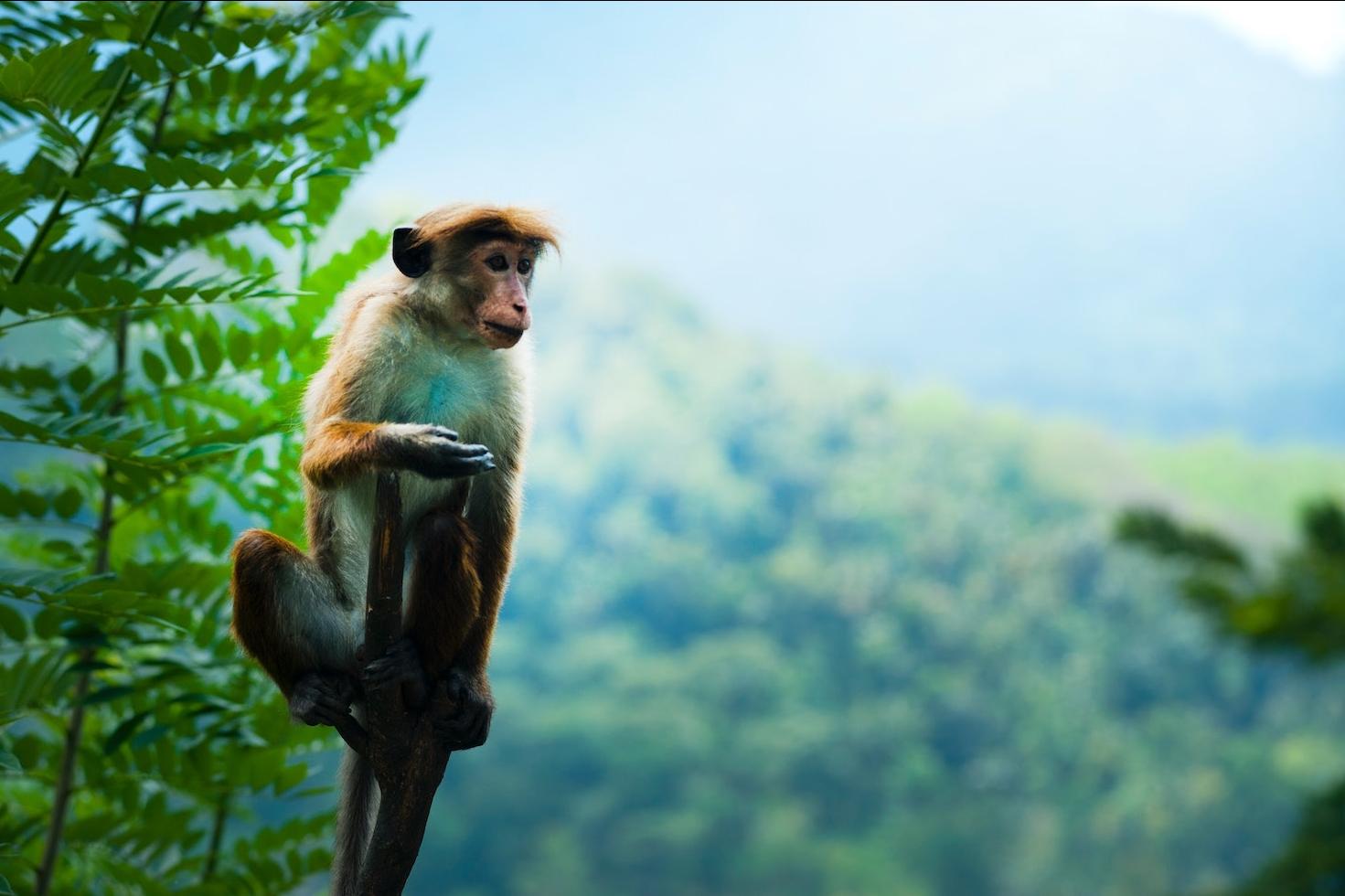 monkey in the rainforest - stop deforestation