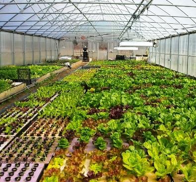 mud-lake-farm-greenhouse-small.jpg