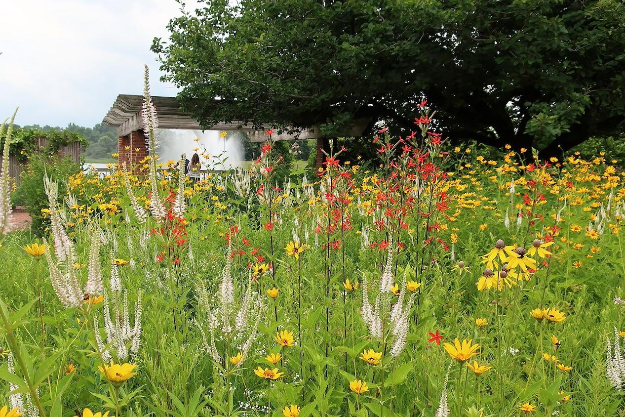 Native grasses and flowers in a garden — native plants