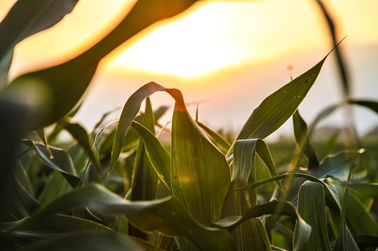 nature-field-sun-agriculture.jpg