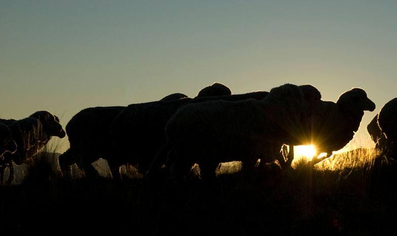new-zealand-sheep.jpg