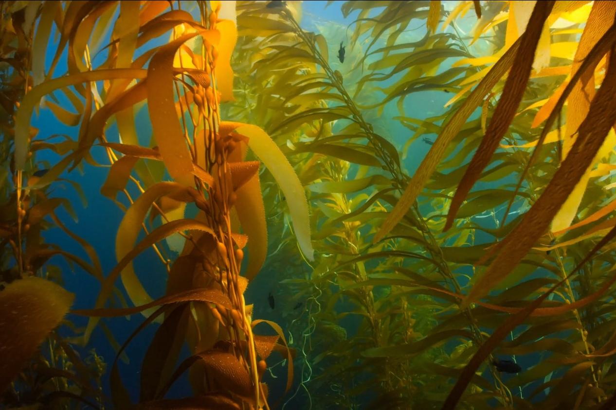 Seaweed growing underwater. 