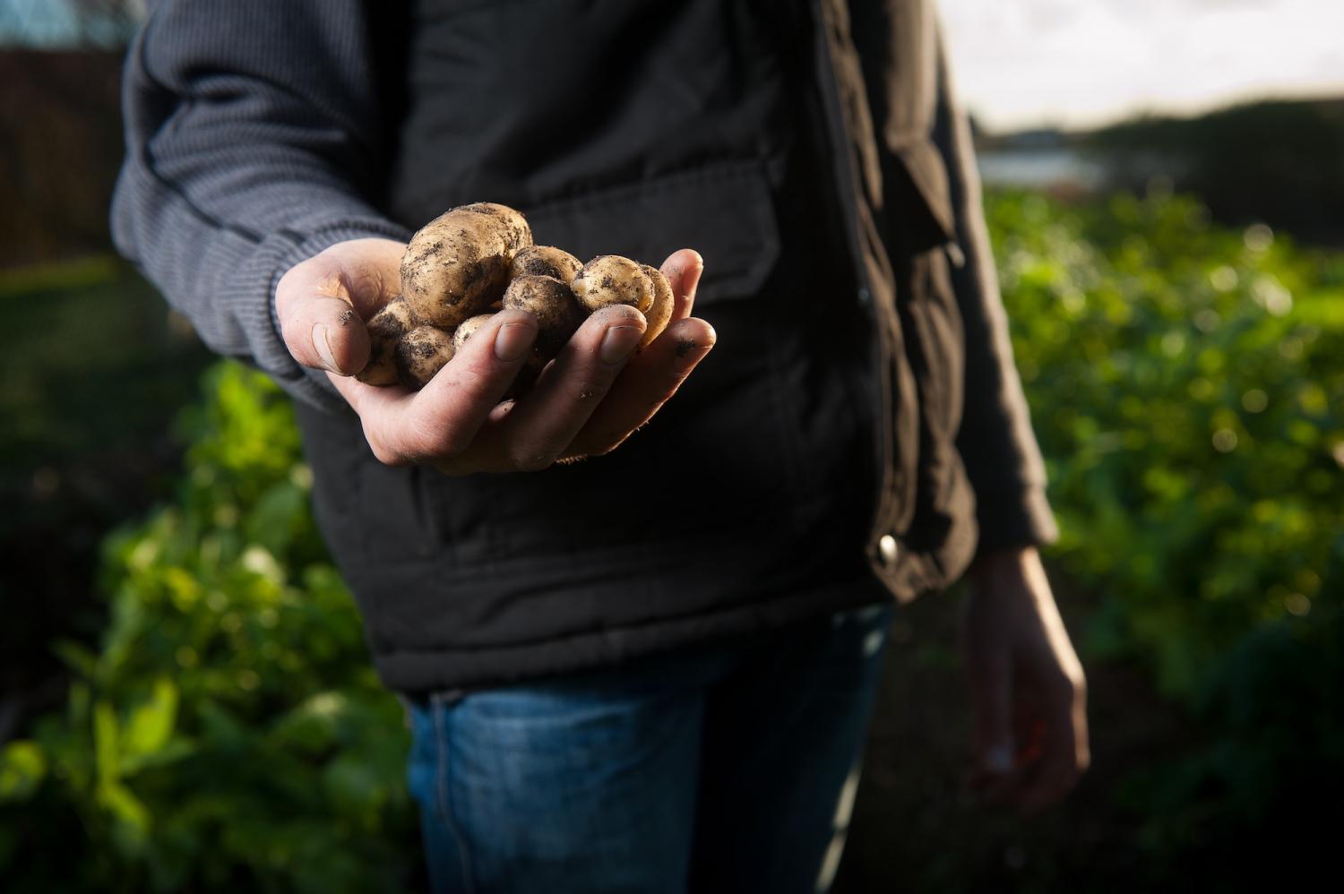 Organic Farmers
