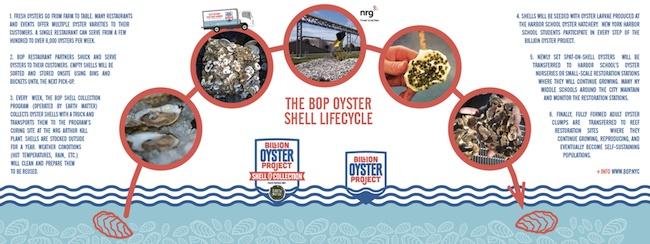 oyster-water-conservation-NYC-.jpg