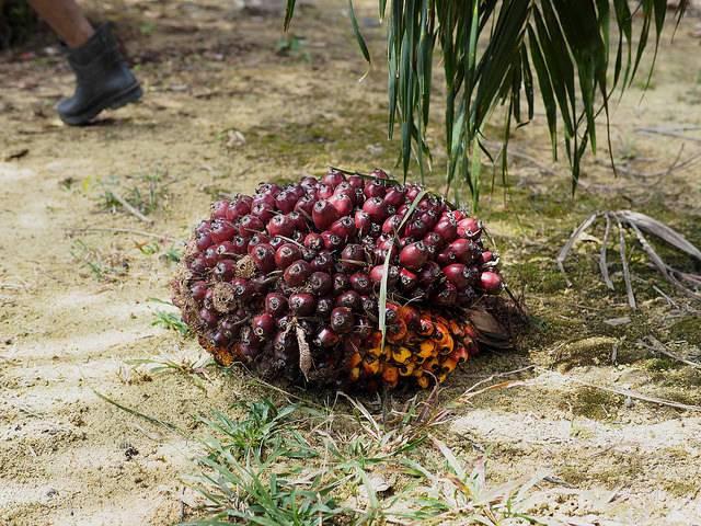 palm-oil-cluster.jpg