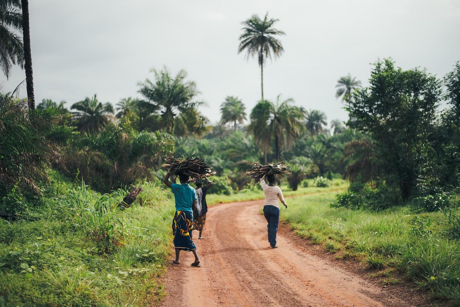 people gather fire wood in the forest in Sierra Leone - environmental justice targets needed to fight inequality