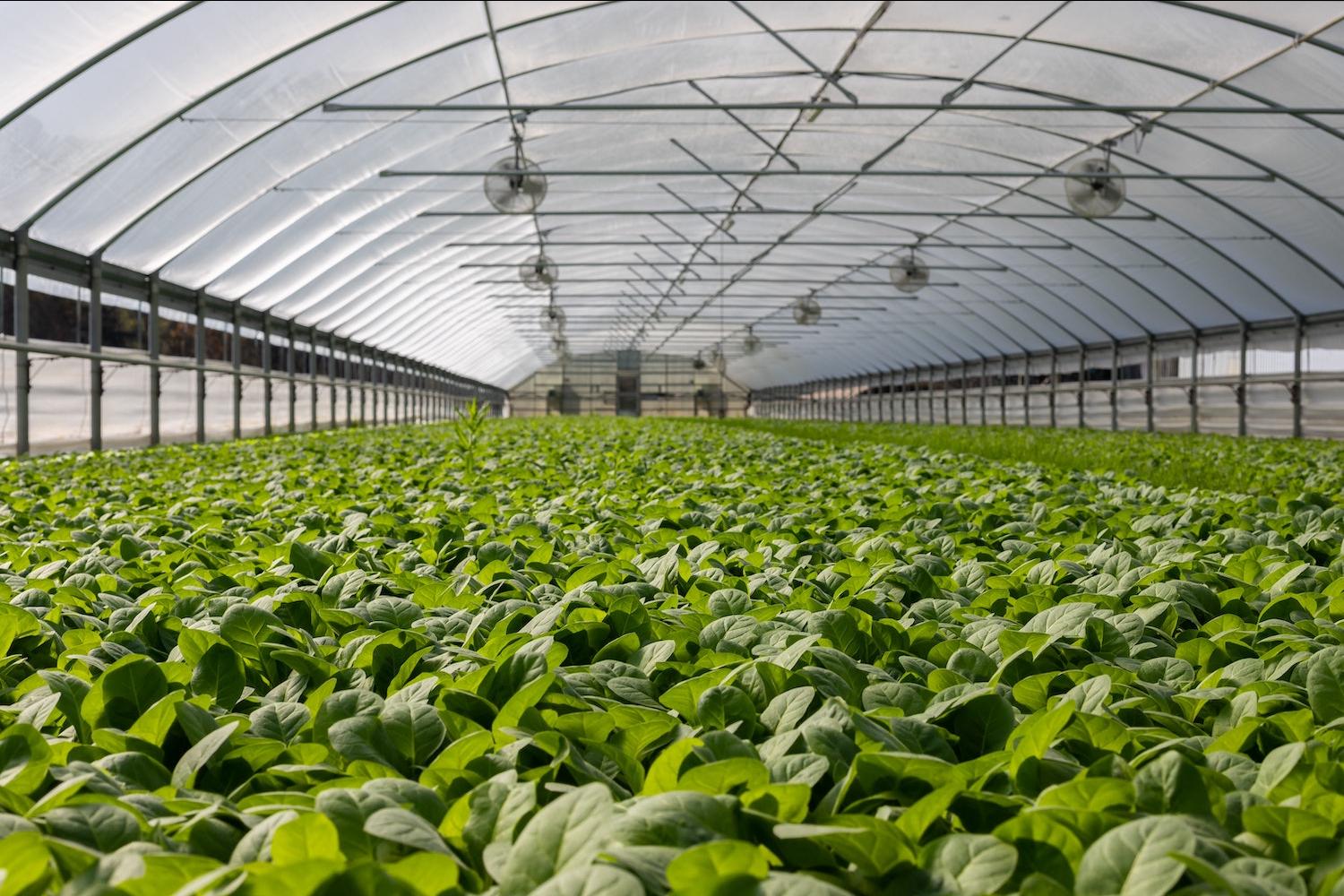 Plants growing in a greenhouse. 