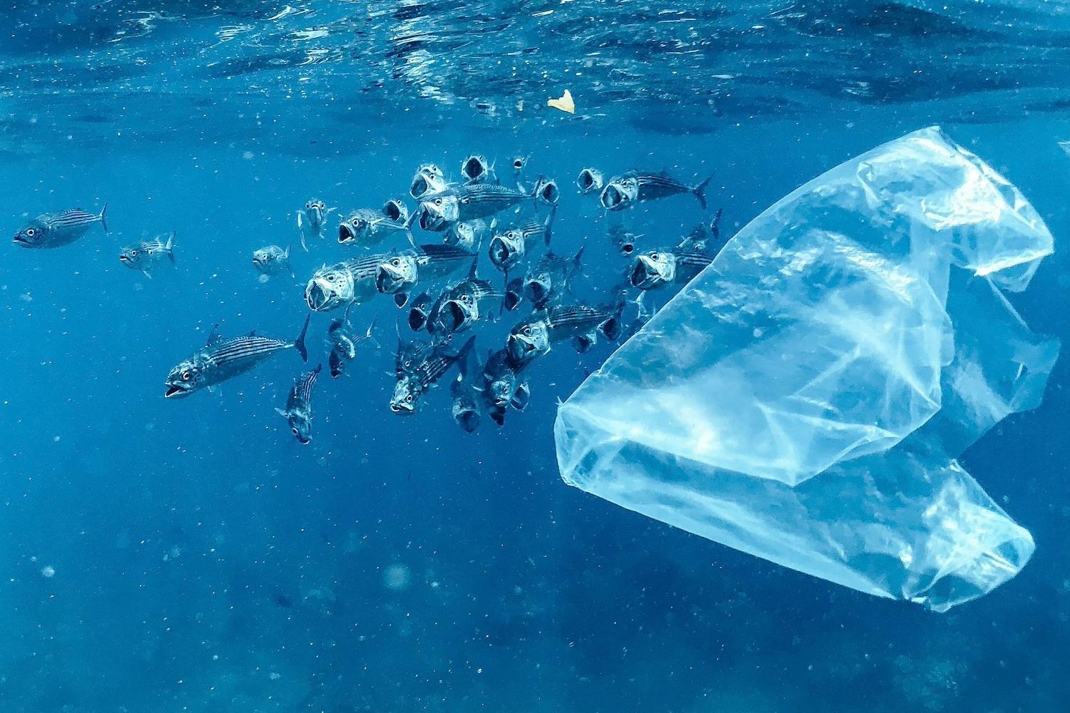 A plastic bag floating underwater near a school of fish — plastic pollution treaty