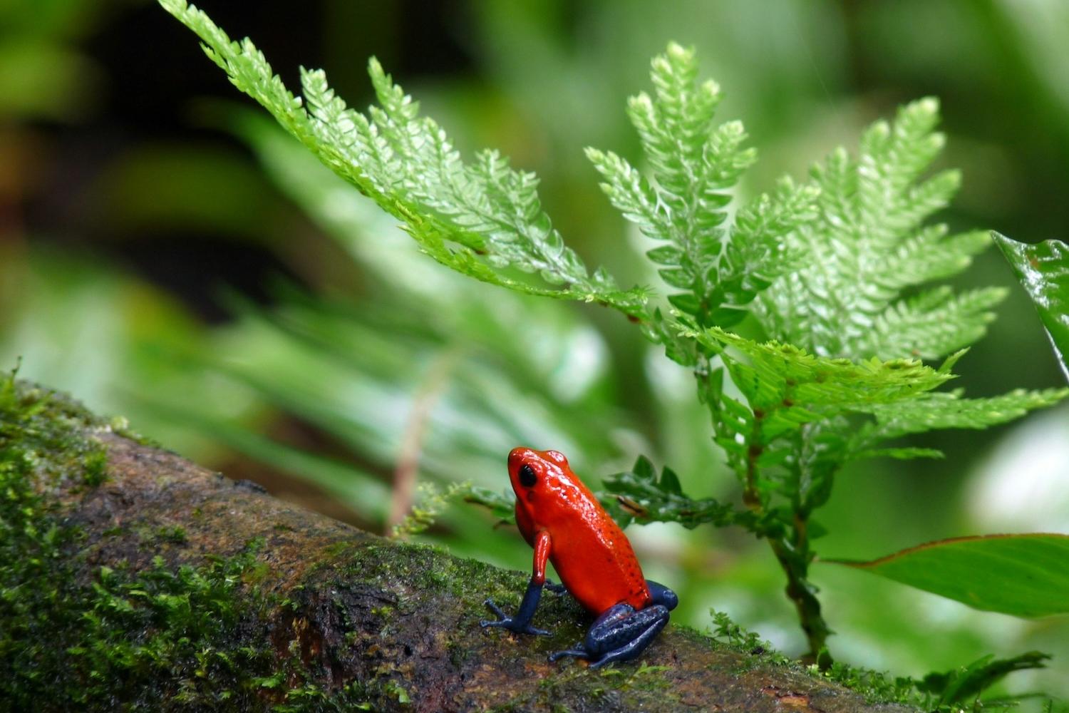red frog in a rainforest — nature — biodiversity