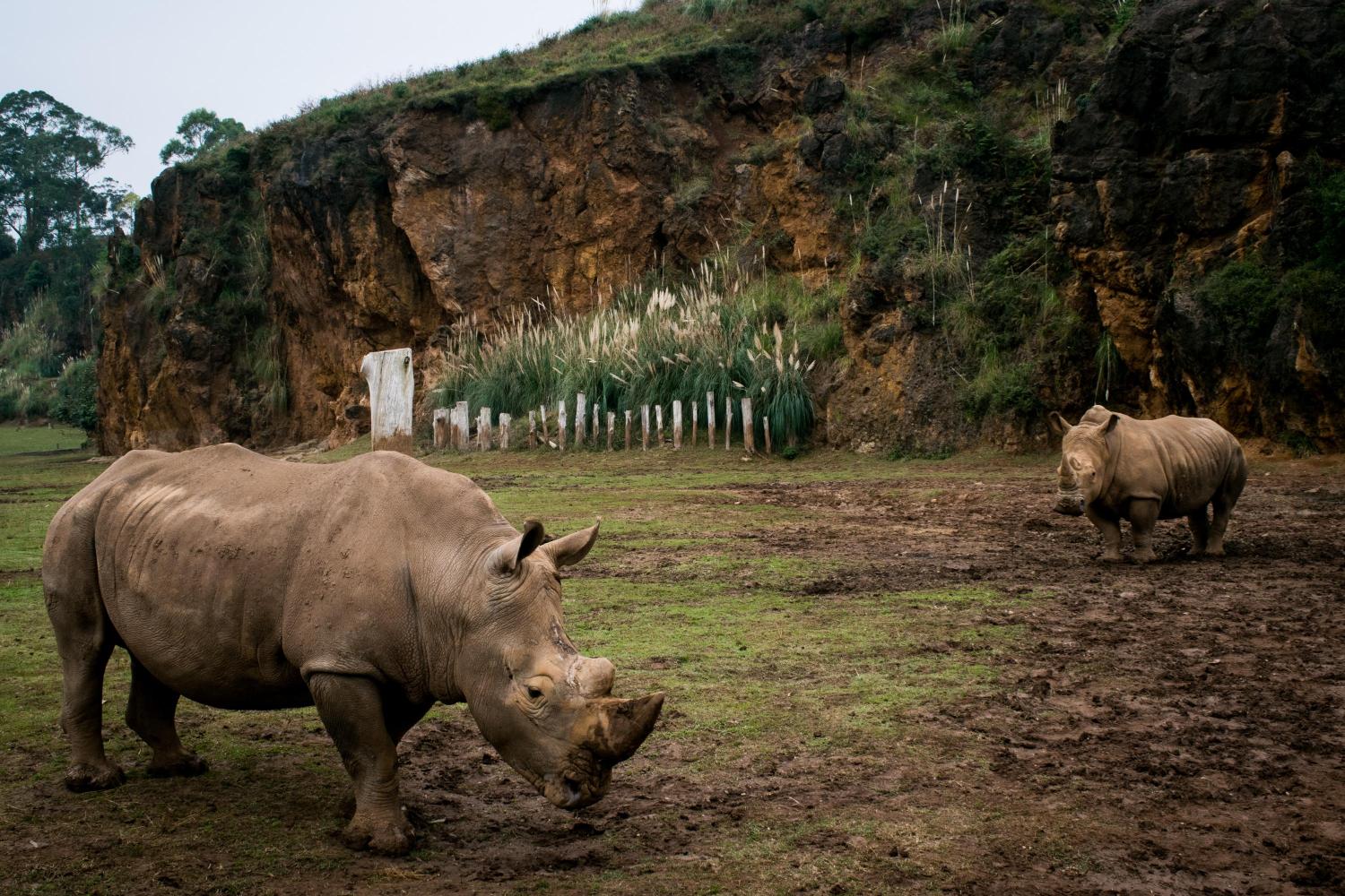 rhino bonds
