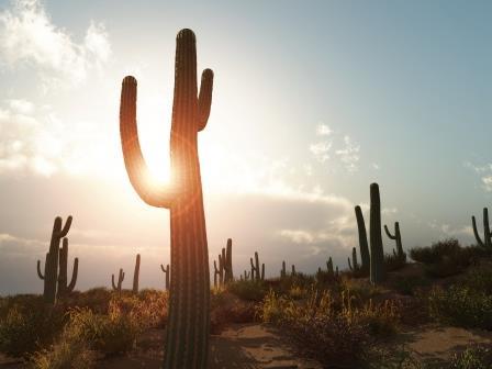 saguaro-sundown-16521451-markus-gann.jpg