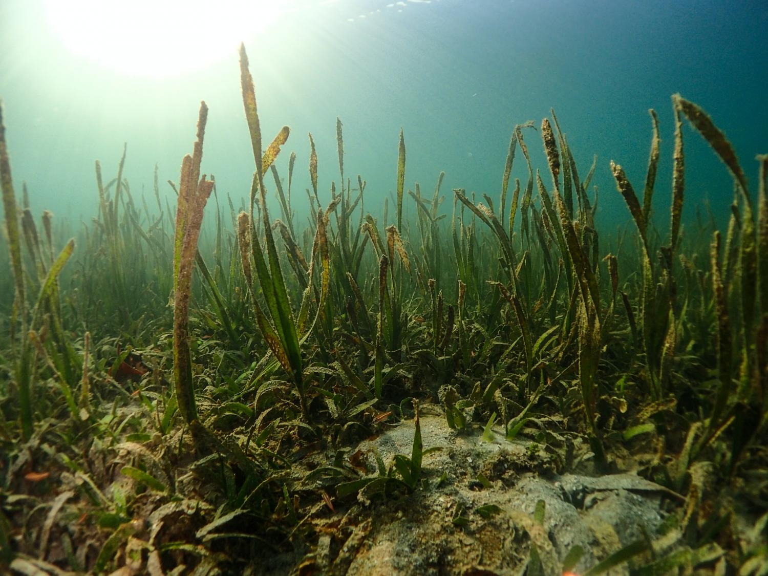 Seagrass