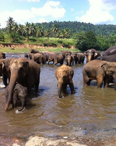 srilankaelephants.jpg