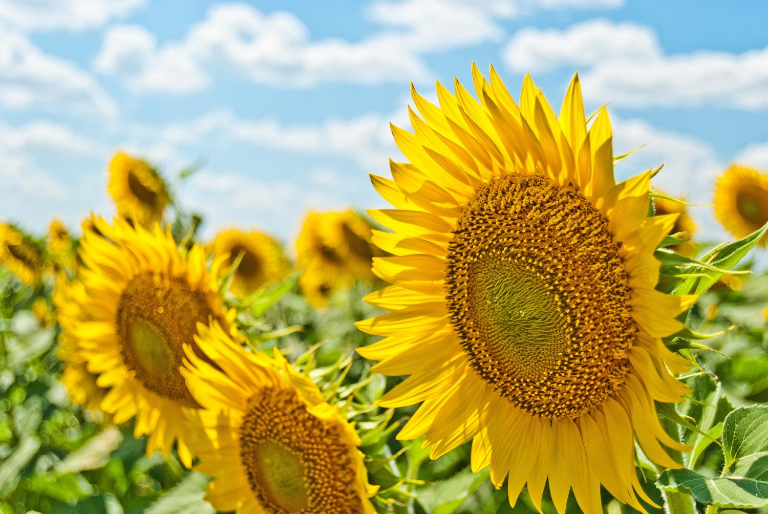 sunflower-farm.jpg