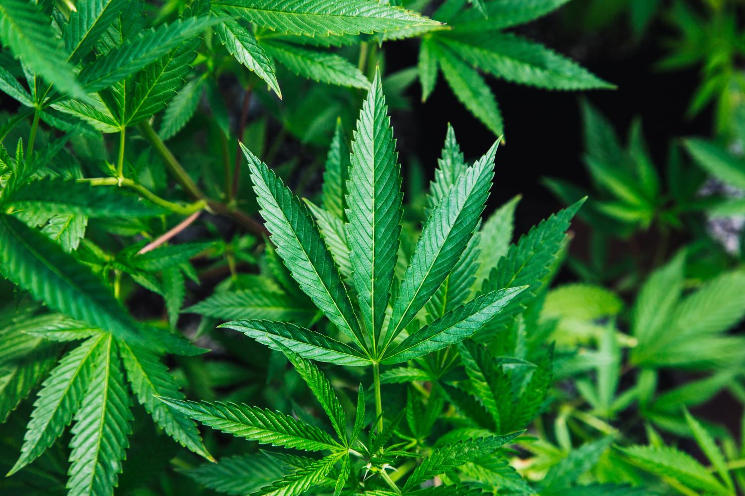 With the weekend’s 4/20 becoming mainstream and celebrated more than ever before, it’s high time to take a look at the industry to gauge this sector's overall sustainability.