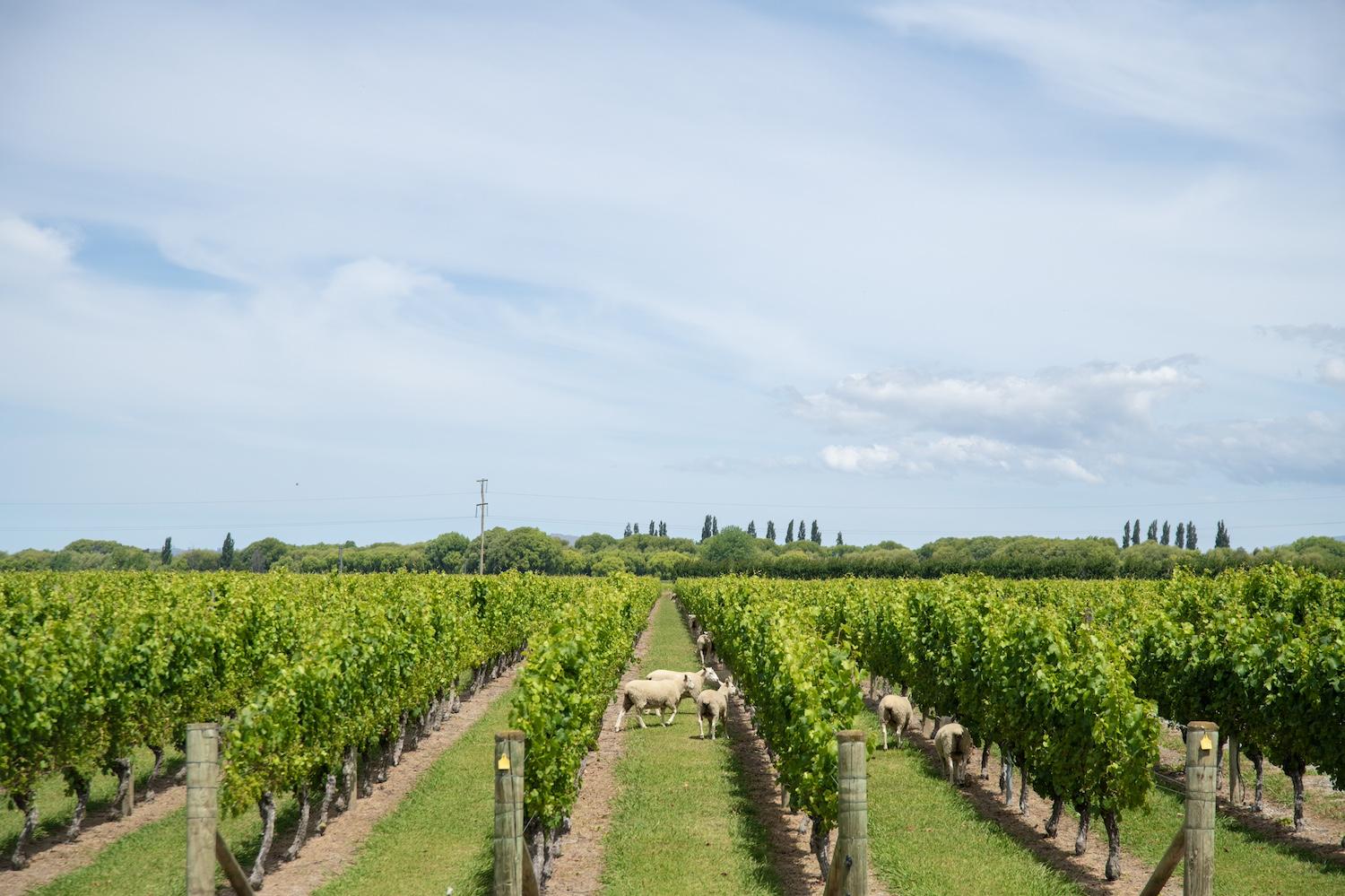 Sheep graze between the rows of grape vines on a vineyard in New Zealand — sustainable wine