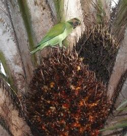 sustainable-palm-oil.jpg