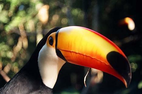 toucan_45360008_protected_15833.jpg