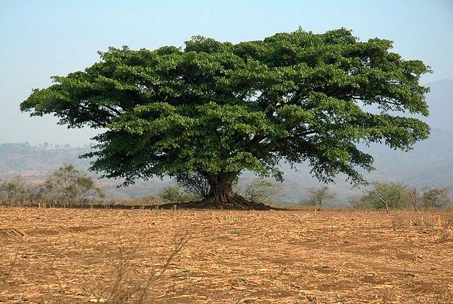 tree.jpg