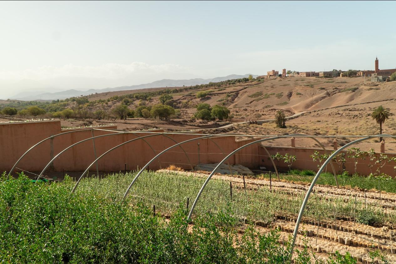 Different sized saplings grow in rows outside at a community-led tree planting project in Morocco — tourism
