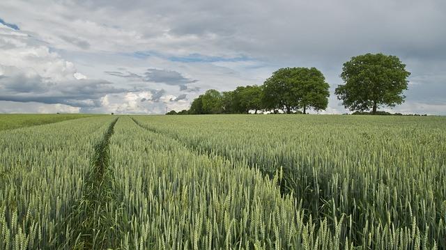 wheat.jpg