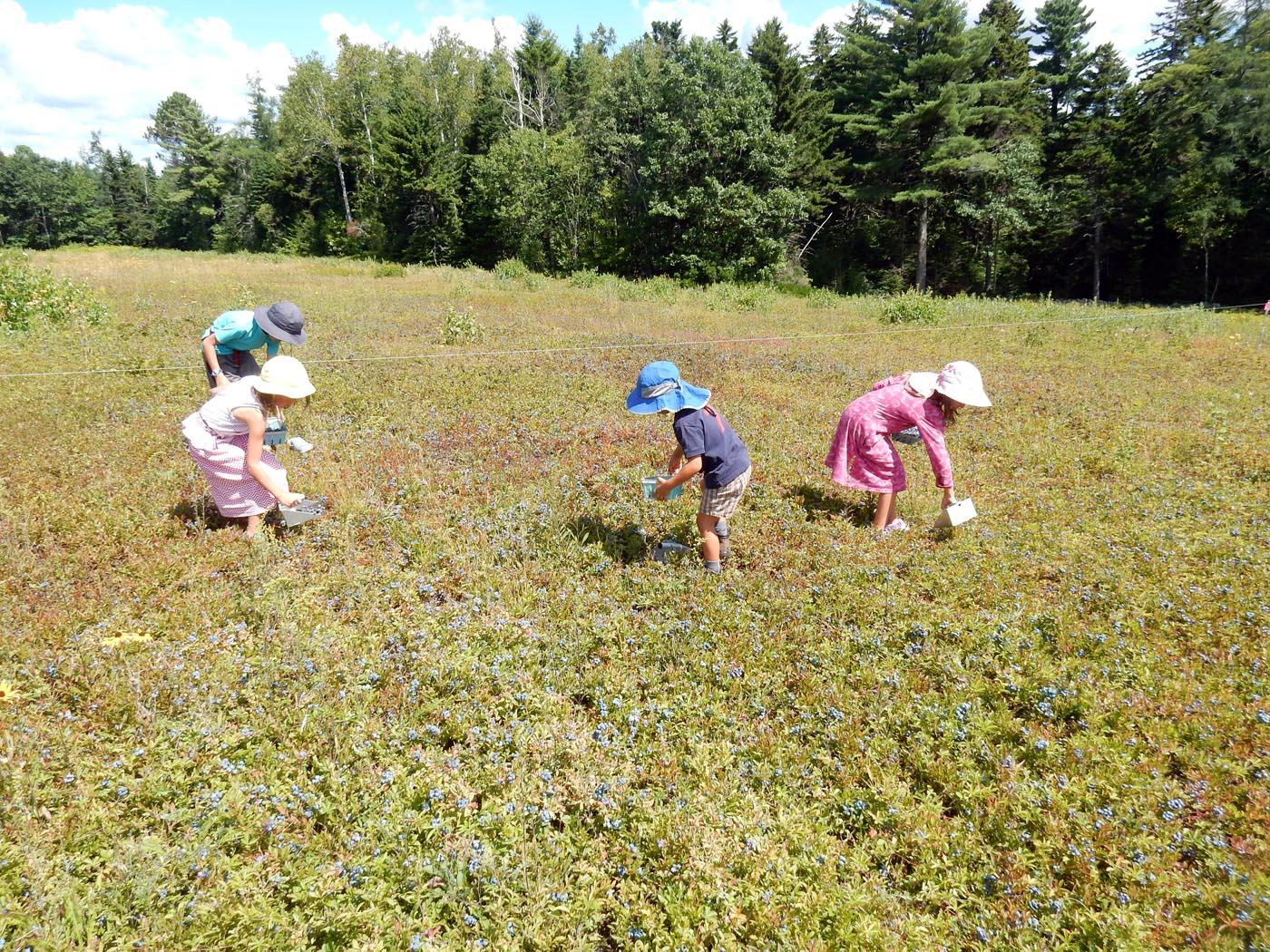 wild-maine-blueberries.jpg