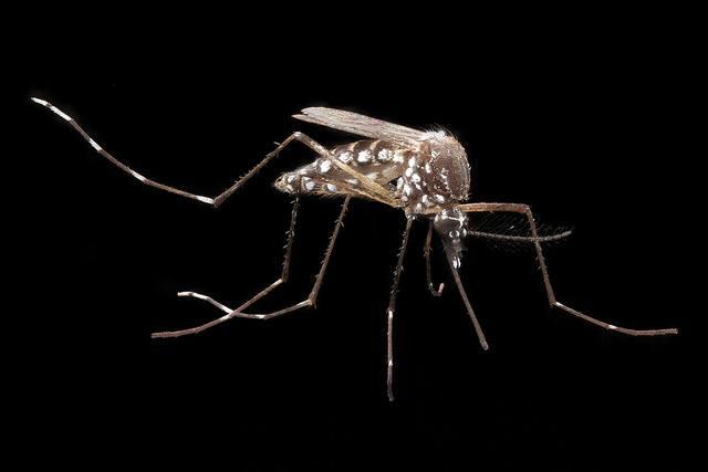 zika_mosquito_ArmyMedicine.jpg