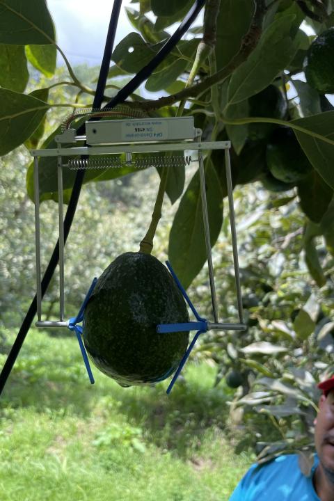 a farmer uses Fruit dendrometry to measure the health of avocados