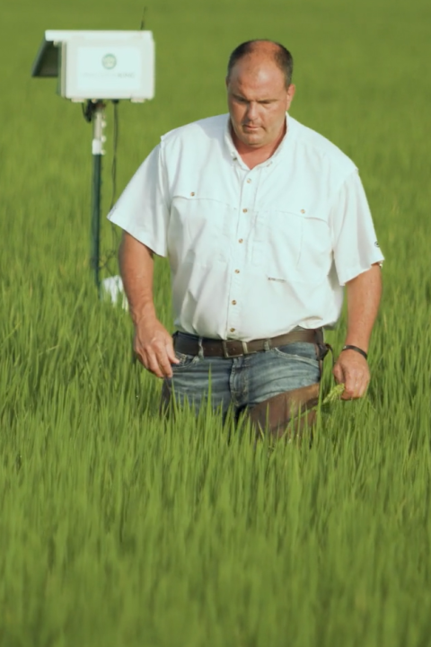 Jim Whitaker Walking in his arkansas rice farm - sustainable rice cultivation in the US