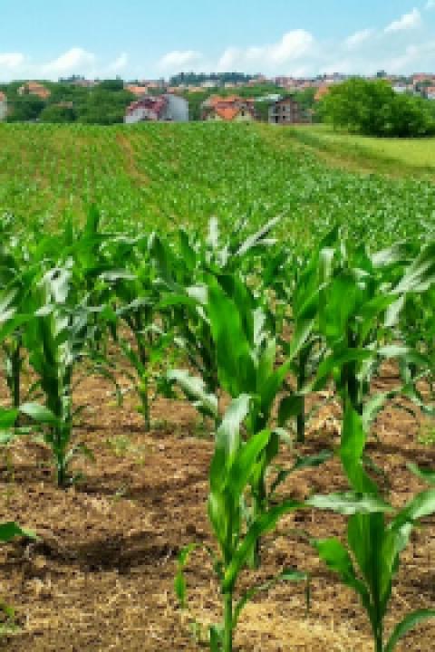 agriculture-corn-cornfield-1112080.jpg