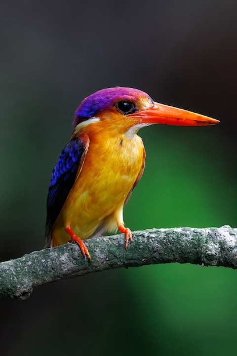 brightly colored kingfisher bird on a branch in a forest in Maharashtra India - paying Indian farmers to conserve forests