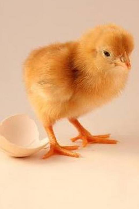 chicken and egg circular economy 