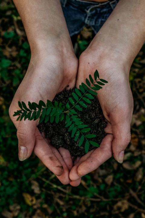 hands holding a plant - sustainability