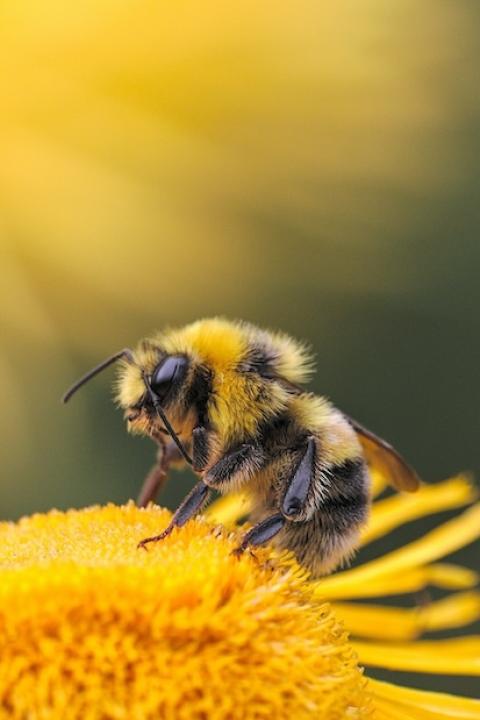 Close-up of bee on flower - biodiversity - planetary boundaries