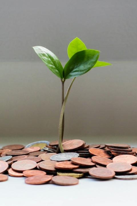 A plant sprouting from a pile of coins. 