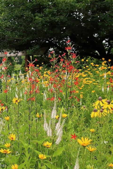 Native grasses and flowers in a garden — native plants